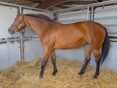 Geçici Ahırda Büyük Kahverengi At Yapısı