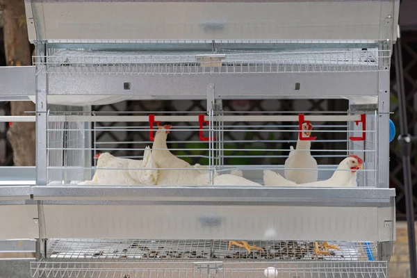 Multi Level Chicken Cages Poultry Farm Equipment