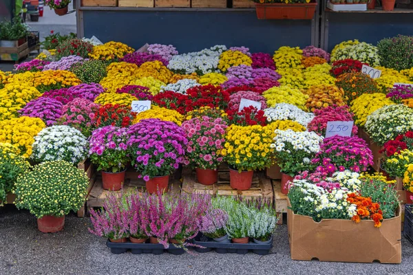 ファーマーズマーケット秋の日の鉢の色鮮やかな花 — ストック写真