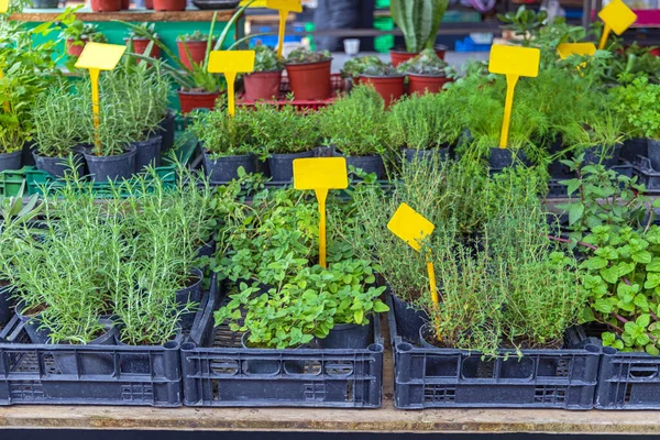 Oregano Herbs Spices Edible Plants Garden Crates — Stock Photo, Image
