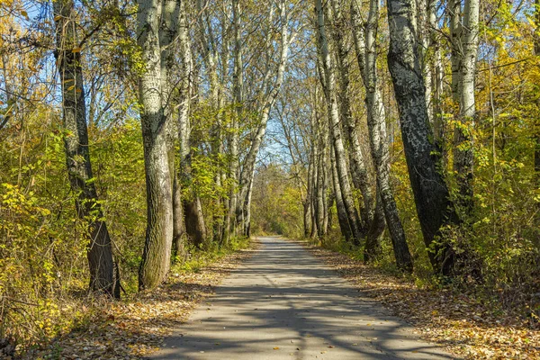 秋天里穿过落叶森林的笔直道路 — 图库照片