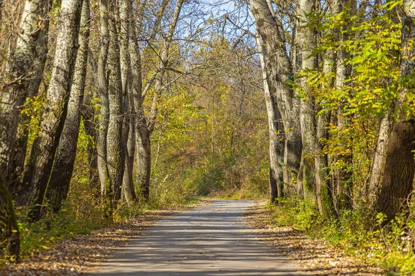 Vägen Genom Lövskogen Naturen Hösten — Stockfoto