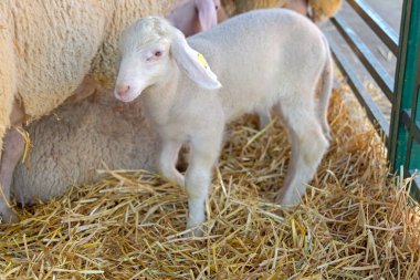 Bir Yeni Doğmuş Kuzu Hayvan Çiftliğinde Koyun Sürüsü