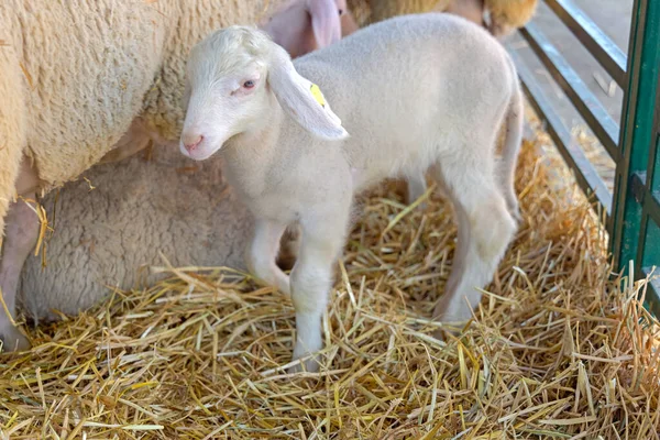 Ett Nyfött Lamm Med Tacka Får Djurfarmen — Stockfoto