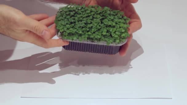 Pěstování Micro Green Čerstvé Salátové Listy Rostlin Zásobníku Zdravé Potraviny — Stock video