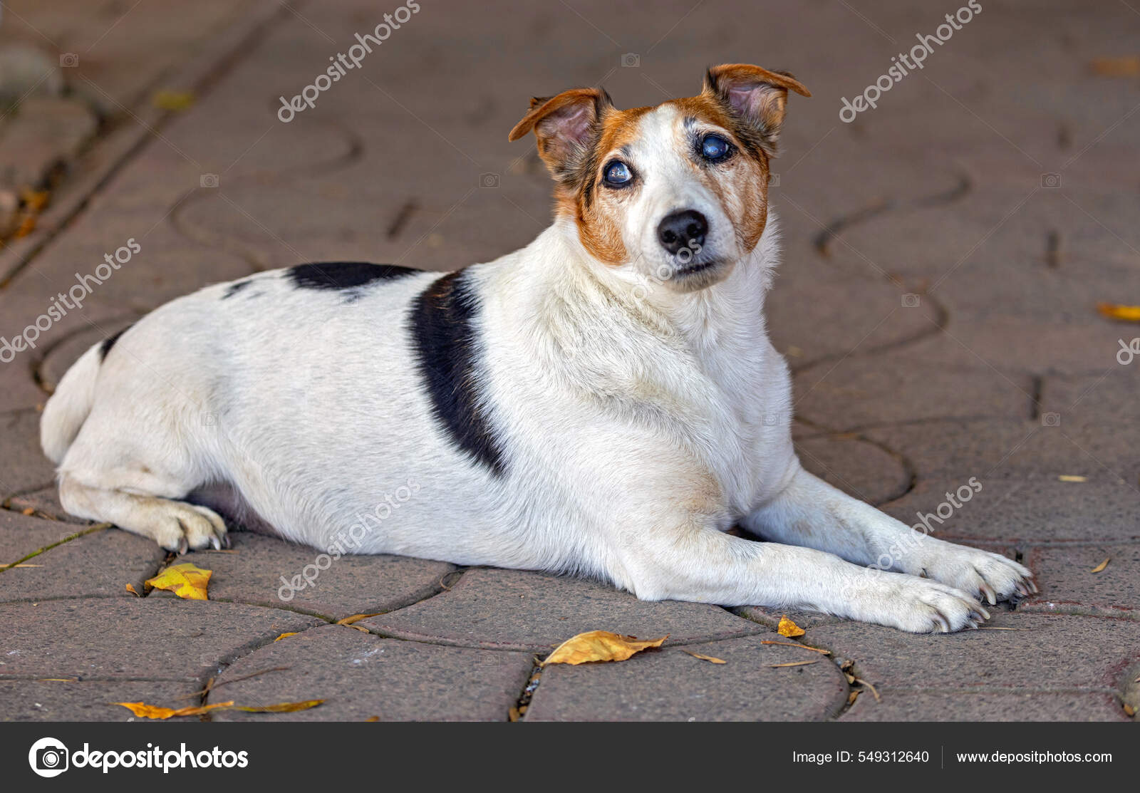 HOT Old Jack Russell Old Jack Russell Terrier Pet Dog Looking