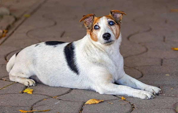Stary Jack Russell Terrier Pies Pieszczoty Patrząc Daleko — Zdjęcie stockowe