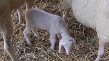 Hayvan Çiftliğinde Koyunlu Yeni Doğmuş Beyaz Kuzu