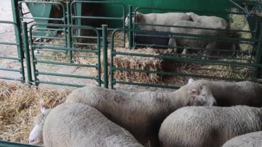 Hayvan Çiftliği Tavasında Pen Enclosure 'da Bir Çok Yünlü Koyun