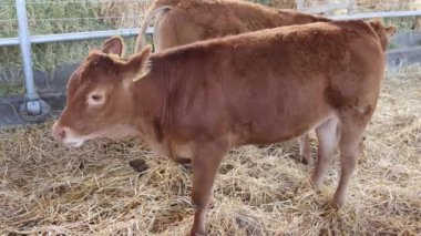 Çiftlikteki Ahırda Küçük Kahverengi Genç İnekler