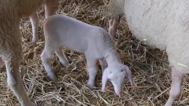 Pasgeboren Wit Lam Met Schapen Animal Farm — Stockvideo