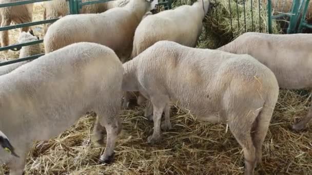 Πρόβατα Περίκλειστο Χώρο Σταβλισμού Των Ζώων — Αρχείο Βίντεο