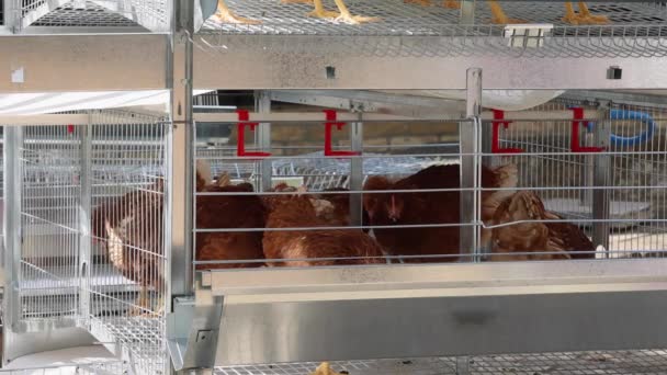Brown Chickens Birds Multi Lebel Wire Cage Сайті Poultry Farm — стокове відео