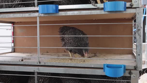 Ένα Μοναχικό Πουλί Κοτόπουλου Στο Κλουβί Στη Φάρμα Πουλερικών — Αρχείο Βίντεο