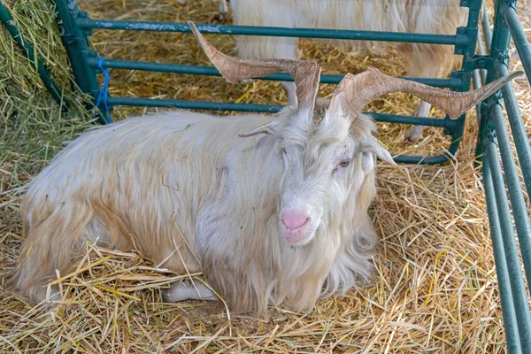 ビリーバックとともに大きな角でヤギの農場 — ストック写真