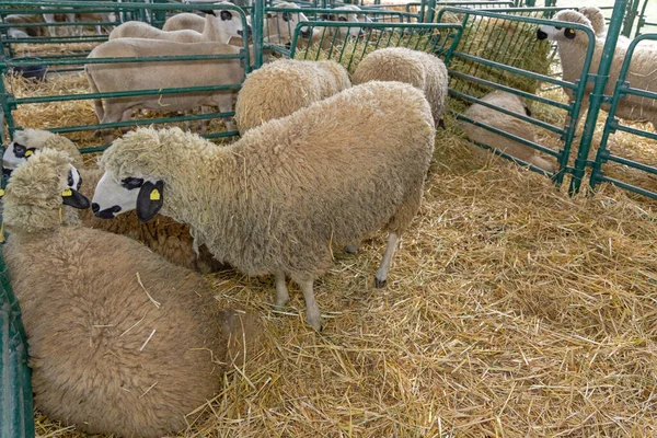 Wooly Ovelha Raça Cerco Fazenda Animal — Fotografia de Stock