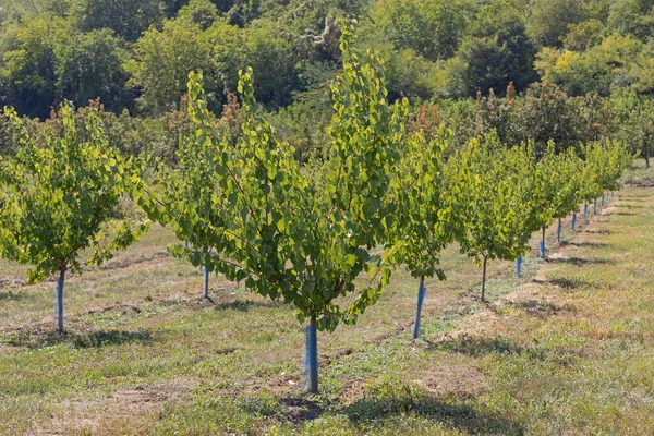 Gyümölcsfák Védőhálóval Csomagtartó Körül Gyümölcsöskert — Stock Fotó