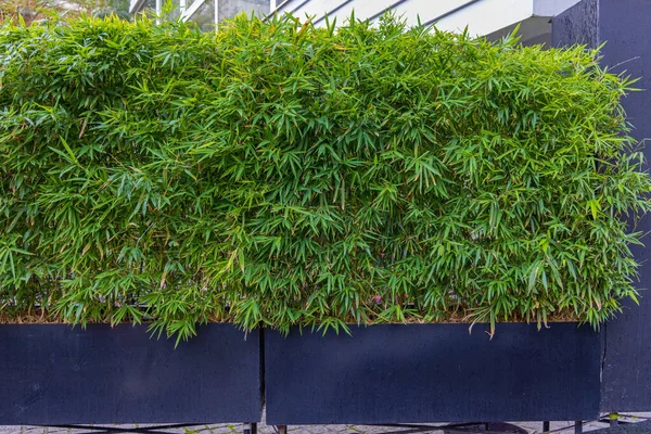 Зелені Бамбукові Рослини Великих Горщиках Декор — стокове фото
