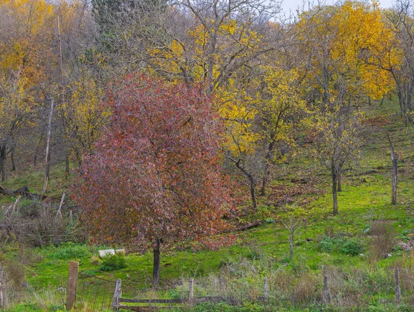 Αγροτική Δυτική Σερβία Εξοχή Στα Τέλη Της Ημέρας Του Φθινοπώρου — Φωτογραφία Αρχείου