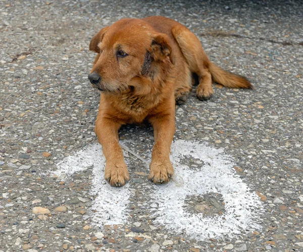 Dog Laying Number Eighteen Spot — Stockfoto