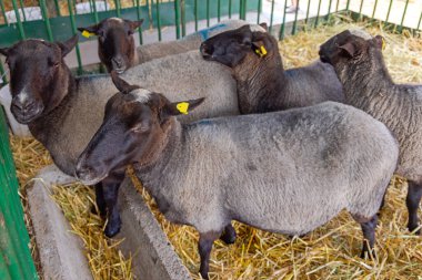 Hayvan Çiftliği 'nde Siyah Baş Koyun