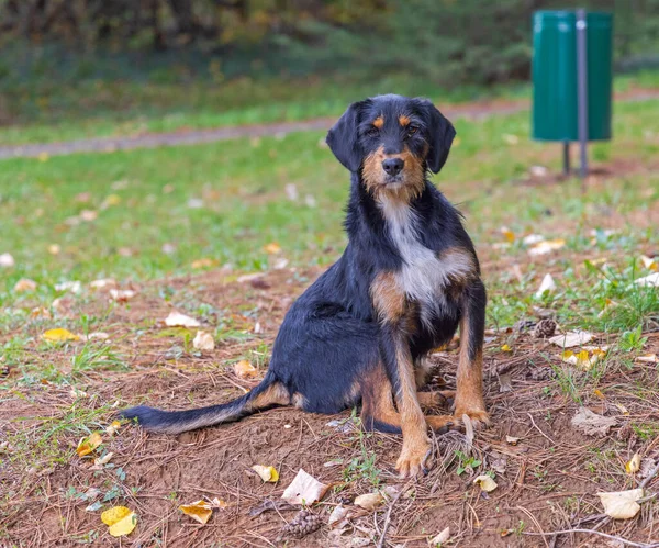 Streunender Hund Setzt Sich Bei Herbsttag Park Auf Gras — Stockfoto