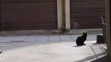 Evcil Siyah Kedi Oturup Yakınlaşıyor
