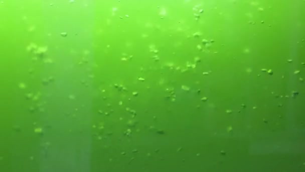 Воздушные Пузырьки Аквариуме Зеленой Водой — стоковое видео