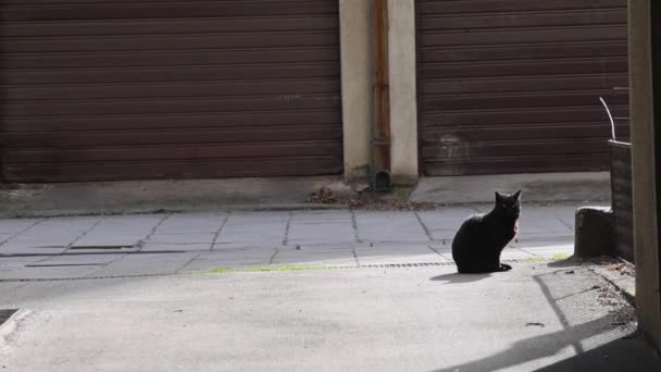 Εγχώρια Μαύρη Γάτα Κάθεται Κοιτάζοντας Zoom — Αρχείο Βίντεο