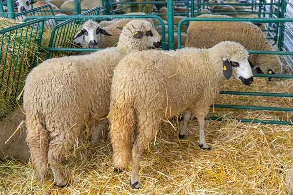 Wooly Owce Rasa Pomieszczeniach Hodowlanych Zwierząt — Zdjęcie stockowe