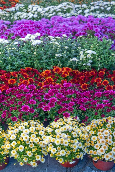 Hermosas Flores Coloridas Otoño Natural Capas — Foto de Stock