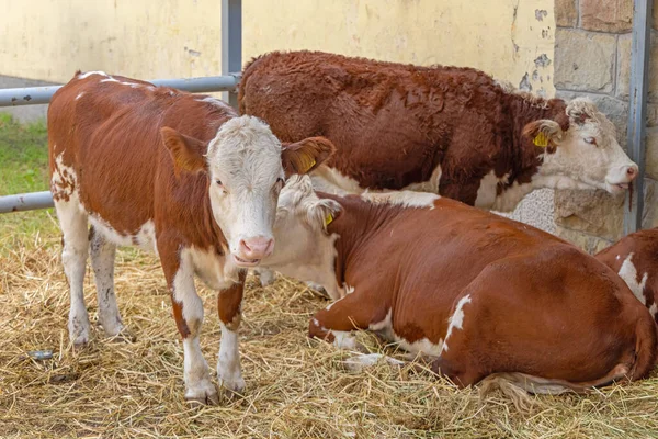 Коричневые Коровы Молочной Ферме — стоковое фото