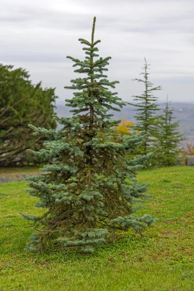 Albero Natale Pino Nel Parco Evergreen — Foto Stock