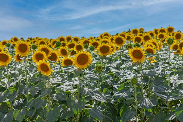 Landwirtschaft Feld Der Großen Sonnenblumen Pflanzen Sonnigen Sommertag — Stockfoto