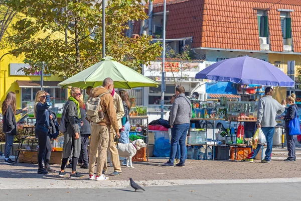 Belgrado Serbia Octubre 2021 Venta Equipos Para Acuarios Mascotas Mercado —  Fotos de Stock