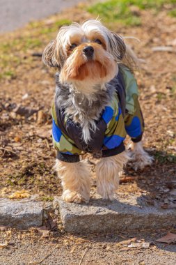 Kamuflajlı Yorkie Pet Park 'ta Kışlık Ceket Pozisyonu