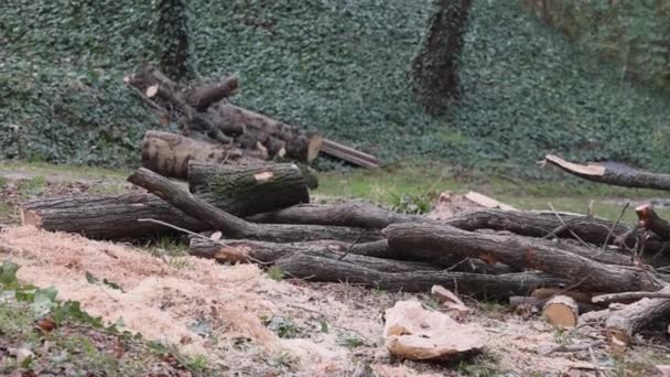 Зрубане Дерево Міському Парку Зимовому Обрізку — стокове відео