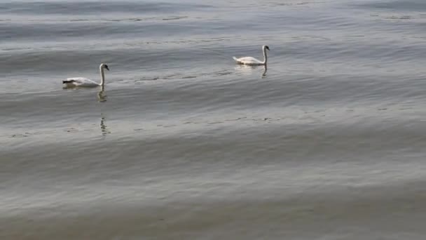 Плавание Двух Белых Лебедей Мутных Водах Дуная — стоковое видео