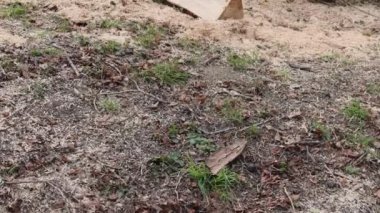 Kesilen Ağaç Gövdesi Kış Süsleme Şehir Parkında