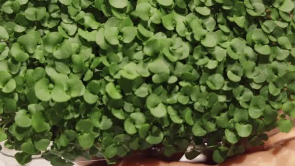 Växande Micro Greens Färska Italienska Basilika Blad Växt Bricka — Stockvideo