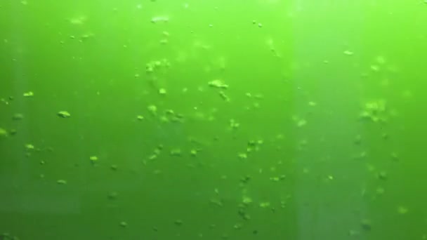 Воздушные Пузырьки Аквариуме Зеленой Водой — стоковое видео