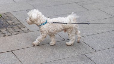 Beyaz Malta Kaniş Köpeği Leash 'te