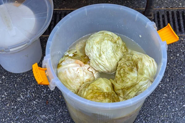 Whole Sour Cabbages Fermented Sauerkraut Barrel — Stock Photo, Image