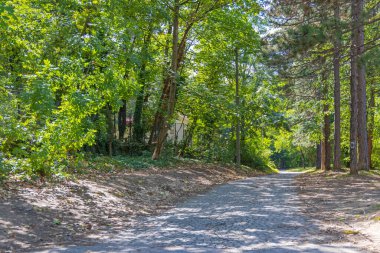 Yeşil Orman 'a giden kaldırım taşları Güneşli Yaz Gününe