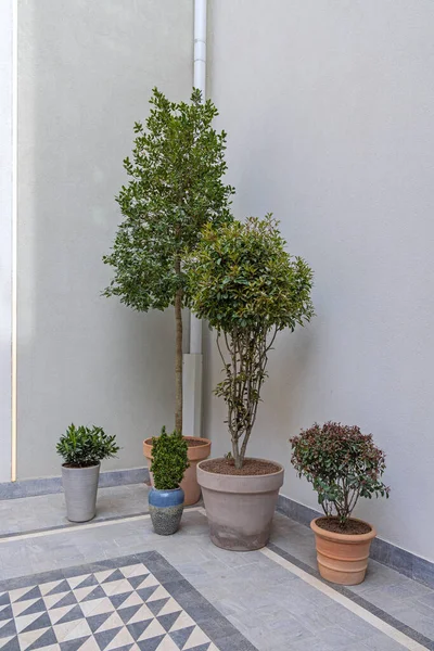 Árboles Verdes Jóvenes Plantas Bush Esquina Las Ollas Cerámica — Foto de Stock