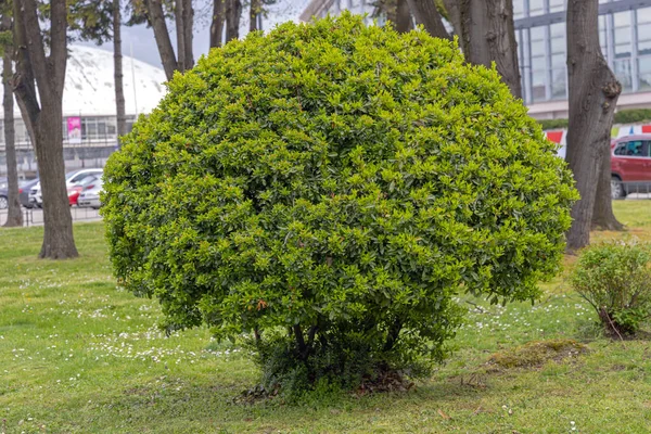 Green Bush Topiary Dans City Park Printemps — Photo