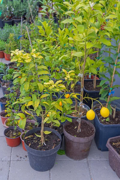 Kumquat Och Citron Citrus Växter Pots Hem Trädgårdsskötsel — Stockfoto