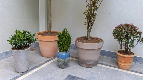 Plantas Arbusto Verde Vasos Cerâmica Yard Corner — Fotografia de Stock