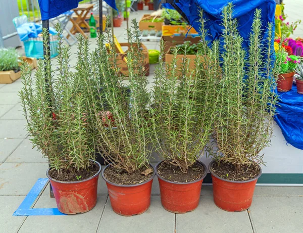 Romero Alto Macetas Plantas Hierbas Comestibles —  Fotos de Stock