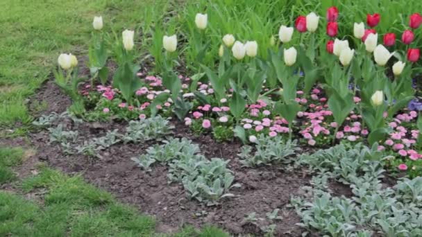 Fresh Tulips Flowers City Park Spring Garden — Stock Video